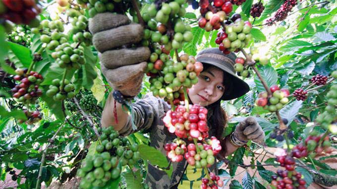 Kompetensi SDM Kopi, Puslatan Gelar Pendidikan Vokasi dan Pelatihan Sertifikasi